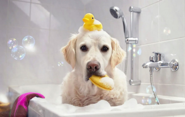 Dctr.Go Шампунь-бальзам для животных Sнampoo Therapy "Мультиуход" 1000 ml в Нижнем Новгороде